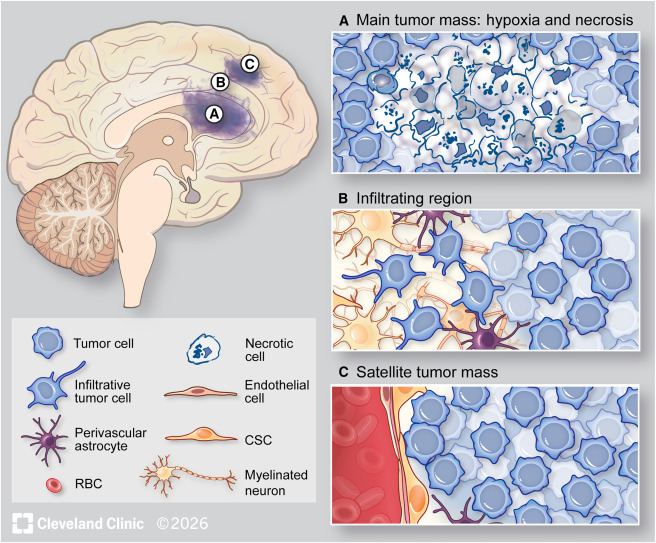 Cancer_Cell's tweet photo. Scherer’s map, remapped https://t.co/HA2WsTxQXs https://t.co/RoTTriDUI9
