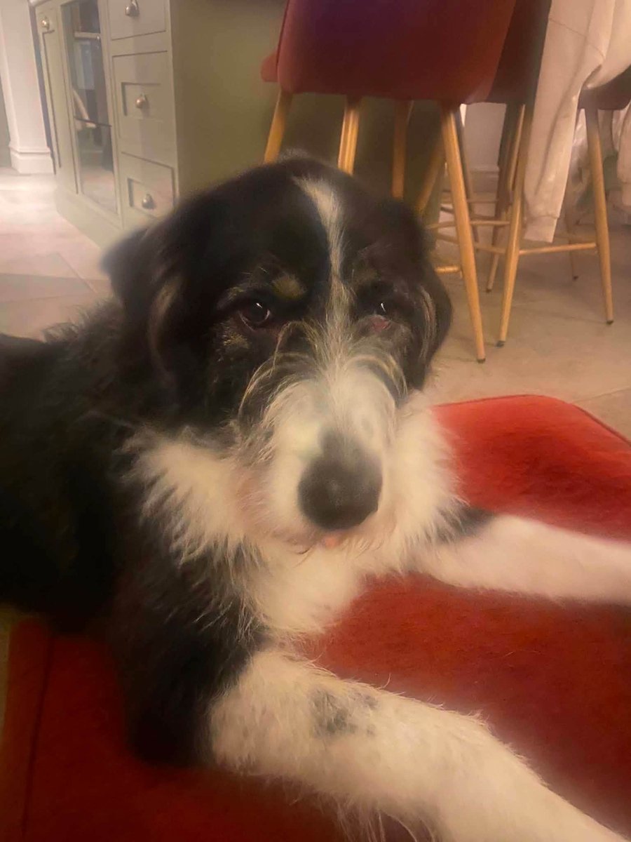 rescuedoggypaws's tweet photo. When JESSIE came to the UK the Rescue truly thought she had found her happy ever after
Sadly after 3 yrs in a home she has been returned to  rescue
Today Jessie left what she thought was her forever family and made the journey to kennels in #Lincolnshire 
https://t.co/kfXFsquAPP https://t.co/HcYCwo5OwG