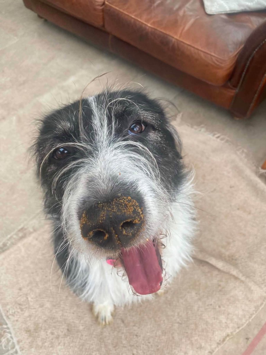 rescuedoggypaws's tweet photo. A little information about beautiful Jessie
She is 4 yrs old (DOB 15/07/2022
Extra Large (approx 38 kg)
Spayed, fully vaccinated,
Brucellosis blood checked negative,
Jessie walks very well on lead
https://t.co/kfXFsqv8Fn
#Lincolnshire #Skegness #Mablethorpe #Scunthorpe #Hornsea https://t.co/eSCmIv3Cli