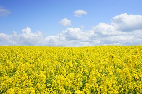 MadameJulie007's tweet photo. Canada is the world’s largest exporter of mustard seed. Dijon mustard producers buy 80% to 90% of their mustard seeds from Canada,🇨🇦🇨🇦🇨🇦

La moutarde de Dijon est fabriquée en grande partie (80 à 90%) avec des graines de moutarde du Canada!🇨🇦🇨🇦🇨🇦 https://t.co/EmrNQQVoR9