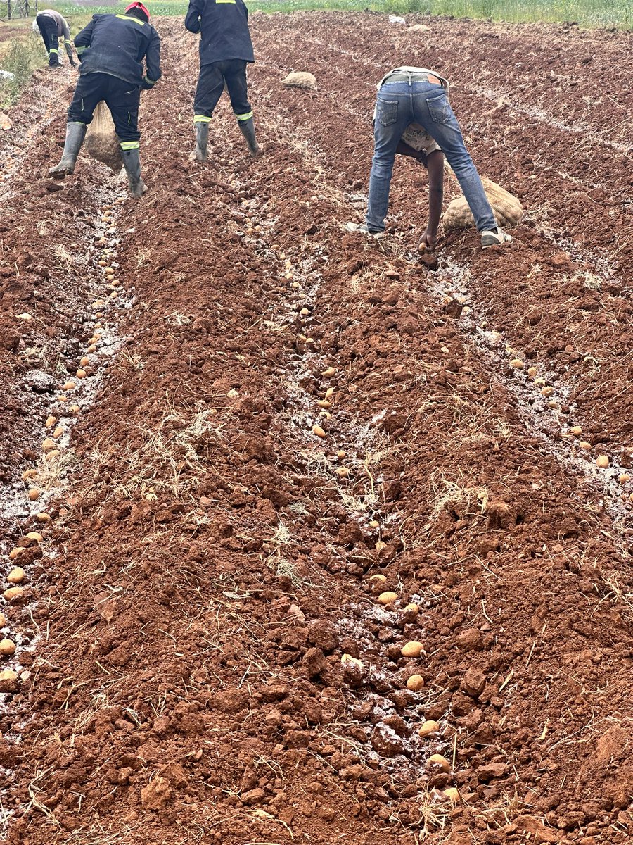 mapisaanesu's tweet photo. Today we added another ha of potatoes not for a client but our company. Of all the 36ha we have planted so far this season 6ha are under a special partnership where the clients are not paying us anything we just share the profits after harvest. One day will become MILLIONAIRES https://t.co/3Xa7lgtU9V