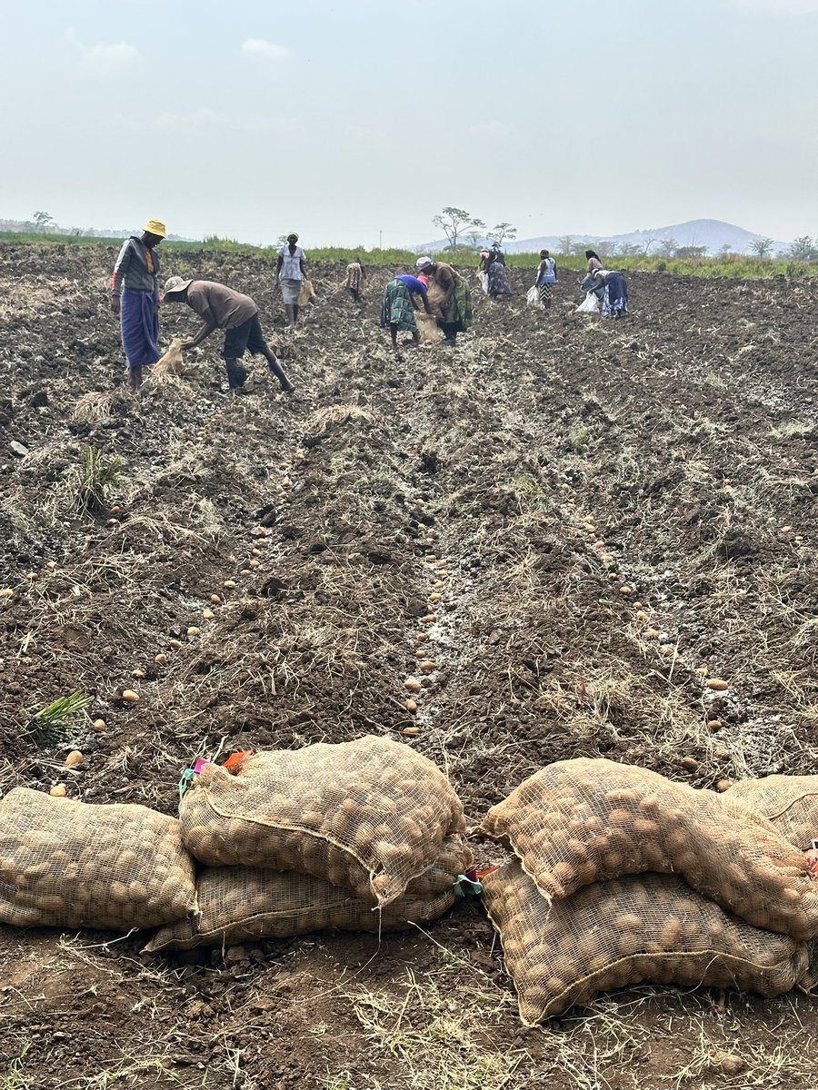 mapisaanesu's tweet photo. Today we added another ha of potatoes not for a client but our company. Of all the 36ha we have planted so far this season 6ha are under a special partnership where the clients are not paying us anything we just share the profits after harvest. One day will become MILLIONAIRES https://t.co/3Xa7lgtU9V