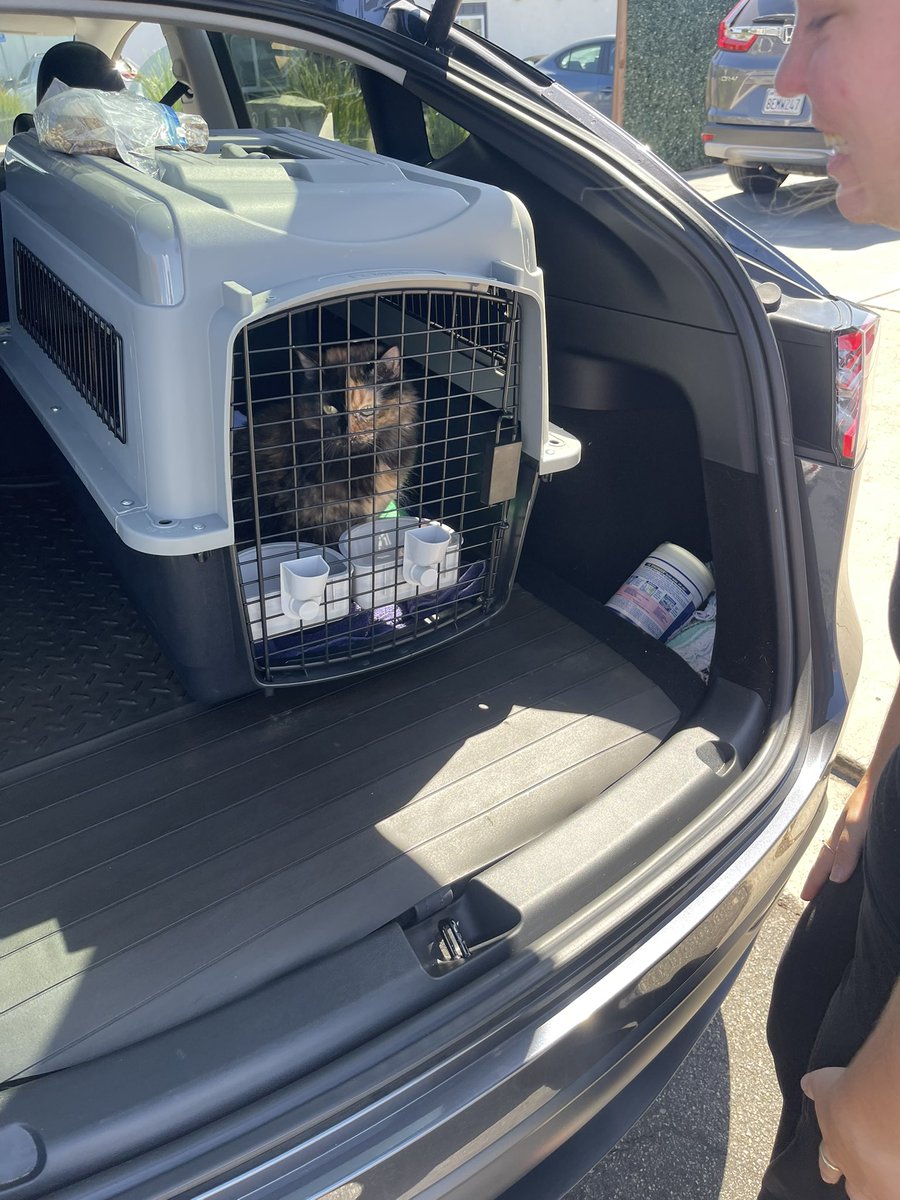 SDPetDriver's tweet photo. Cece is headed on a flight today to Kansas. https://t.co/OAyX2V6z9F