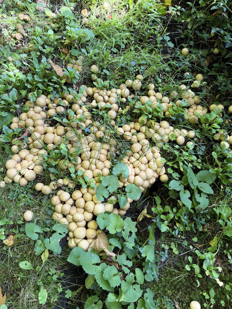 MicRic290's tweet photo. |🇨🇦 In my backyard / Dans mon arrière-cour
Mother Nature’s buttons.
Les boutons de Mère Nature.
Today’s theme: #PatternsInNature
#DailyPictureTheme #PhotographyIsArt #ThePhotoHour #MyPics #OnTheTrail #IntoTheWoods #GetOutSide https://t.co/n2dKLimK13
