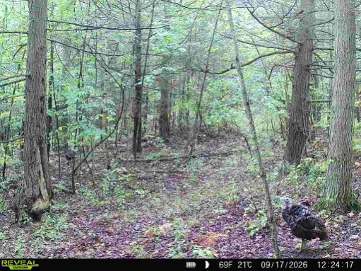 NYLandQuest's tweet photo. 8 acres HUNTING LAND with STREAM in Addison NY.  Private setting with an established clearing, wooded acreage and trails.  Ideal location for a campsite, cabin or weekend getaway.  $49,900.  https://t.co/B2dPj5ZGUL @NYLandQuest #hunting #woods #stream #southerntier #nylandforsale https://t.co/DZKjsqLSud