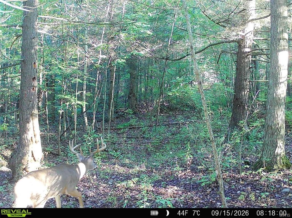 NYLandQuest's tweet photo. 8 acres HUNTING LAND with STREAM in Addison NY.  Private setting with an established clearing, wooded acreage and trails.  Ideal location for a campsite, cabin or weekend getaway.  $49,900.  https://t.co/B2dPj5ZGUL @NYLandQuest #hunting #woods #stream #southerntier #nylandforsale https://t.co/DZKjsqLSud