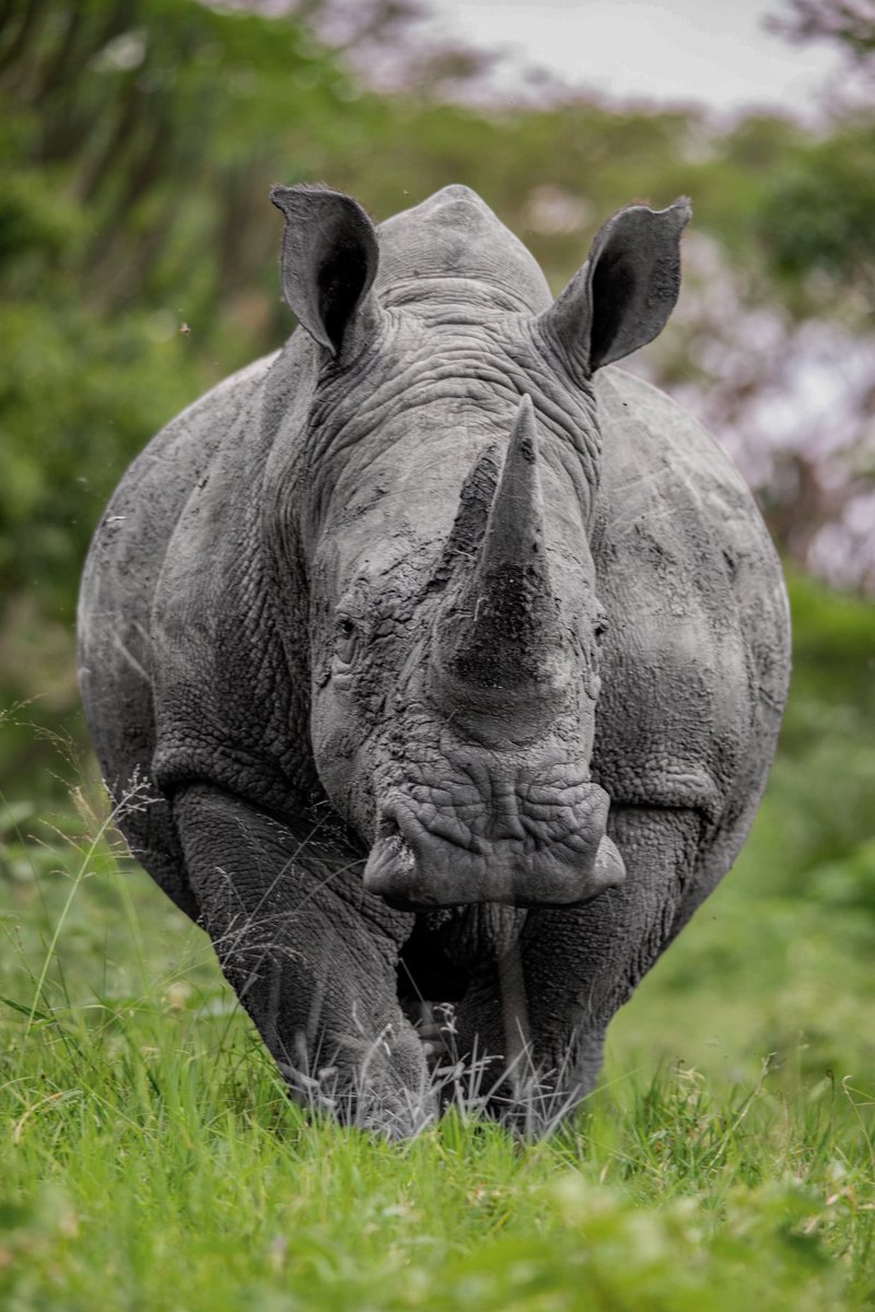 QueenTreas101's tweet photo. Do you know that rhino horns are made of keratin? Today we celebrate rhinos for their reintroduction and contribution to Ugandan tourism. Happy rhino's day. @MTWAUganda @TourismBoardUg @ExploreUganda https://t.co/sz7HxzpNy7