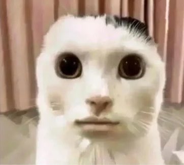 MegenaiMan's tweet photo. Avicii Catを作りました

I made “Monday Left Me Broken Cat” or “So Wake Me Up Cat”

#トモダチコレクションわくわく生活
#トモコレ #TomodachiLife https://t.co/SvPT0E6k5C