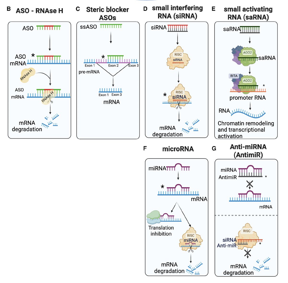 EricTopol's tweet photo. Which are better therapeutics: antisense oligonucleotides (ASO) or small interfering RNAs (siRNAs)? A review of these and related molecular entities which have led to over 20 FDA approvals and many more to come
https://t.co/eh1FSo1jEF https://t.co/Apu63X2raa