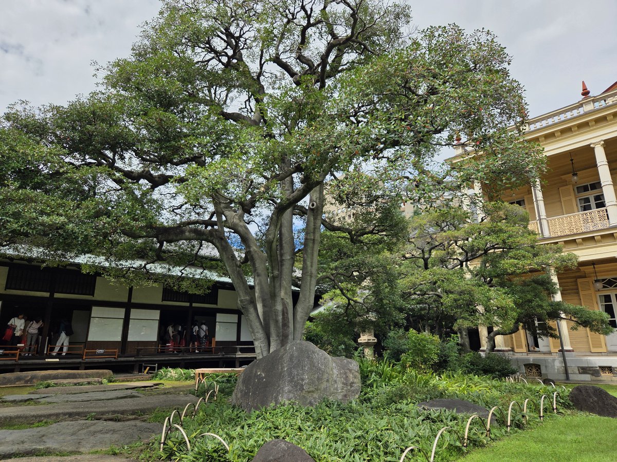 ken1986yg's tweet photo. 本日は東京散策。
初めての重要文化財である旧岩崎邸庭園へ。
土日祝は館内の撮影はNGなんだけど、しっかり見てきた。
邸宅、庭園見るの好きなんだけど、いろいろ歴史も知れるので良いよね。 https://t.co/z7EANQpGC5