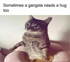 CatPosted's tweet photo. https://t.co/8xe7JLXWde