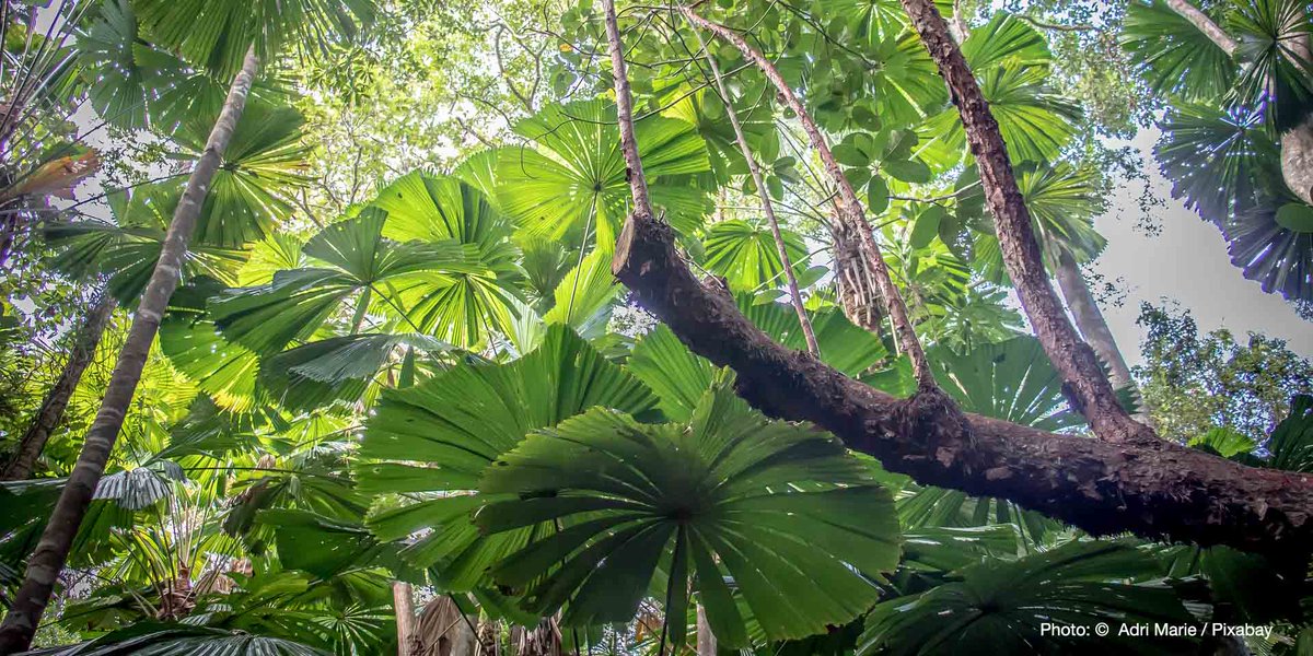 IUCN's tweet photo. The world’s forests absorb 2.4 billion tonnes of carbon dioxide a year meaning reversing the effects of #deforestation is essential in the fight against #ClimateChange.

https://t.co/ELazeMlgT5

@IUCN_forests https://t.co/Q97qD1al4p