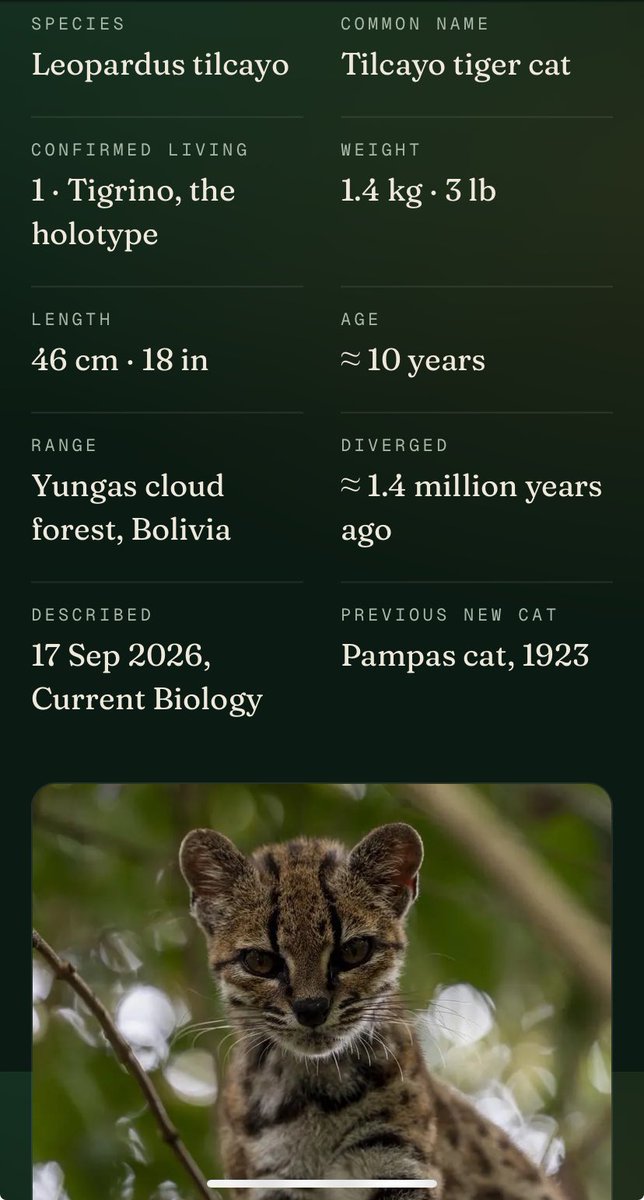 Mr_Process25's tweet photo. @blknoiz06 $TIGRINO lore and narrative is so BULLISH CAT https://t.co/CkQeAR1OrF