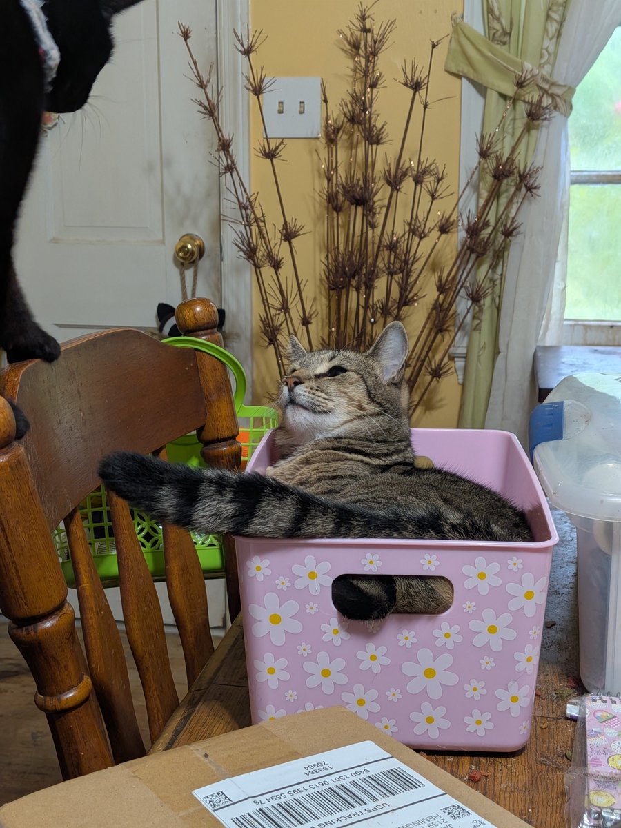 jbruorton21's tweet photo. Go away Frodo...this is the my box, I got here first and mew can't have it... Jerry ๐ธ
#calicocrew
#catsoftwitter
#chilltent https://t.co/AkRRylNZiv
