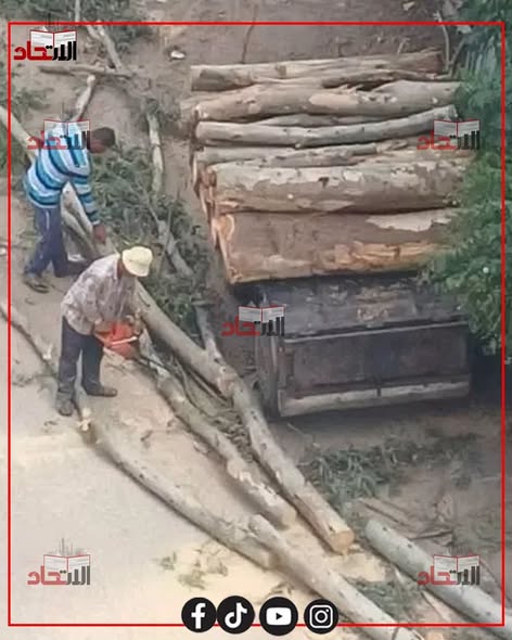 7c2751c087e4424's tweet photo. رغم تحذيرات الحكومة.. قطع أشجار جنزور التاريخية في المنوفية يثير الجدل 😢 https://t.co/GNpKhqjTBV