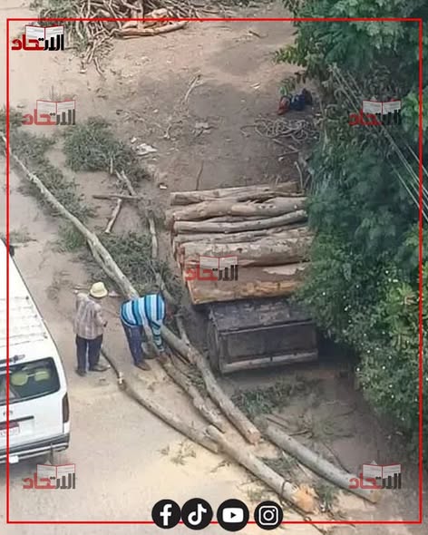 7c2751c087e4424's tweet photo. رغم تحذيرات الحكومة.. قطع أشجار جنزور التاريخية في المنوفية يثير الجدل 😢 https://t.co/GNpKhqjTBV