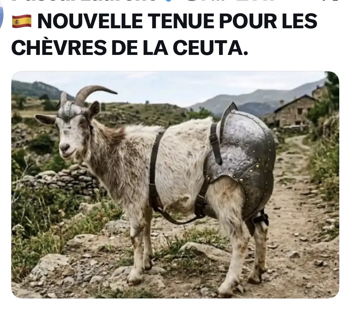 JFBdeH's tweet photo. LES HABITANTS DE CEUTA ONT DÉCIDÉ D’ÉQUIPER LEURS CHÈVRES DE SLIPS EN ZING, POUR EMPÊCHER LES MIGRANTS DE LES VIOLER SANS ARRÊT .. https://t.co/xqeg0gIncy