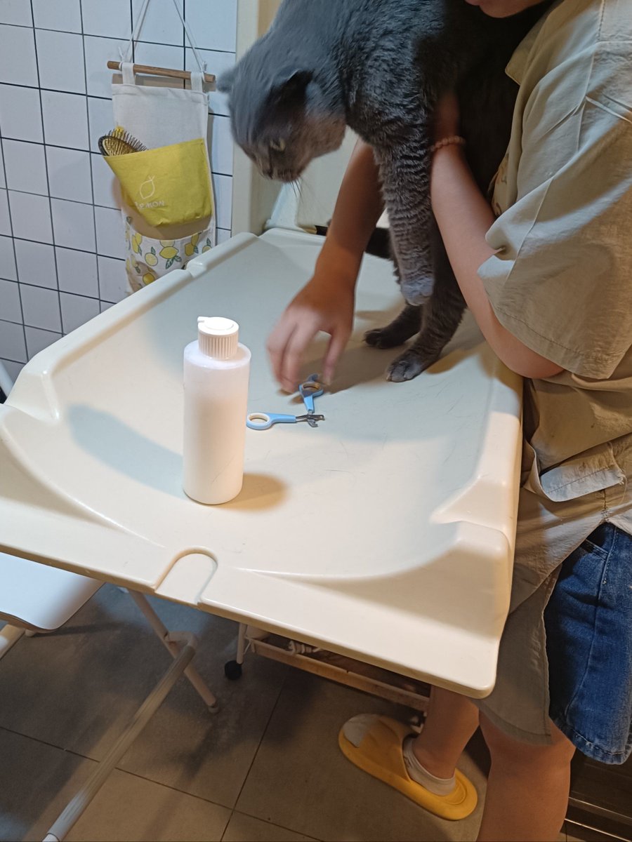 EmelineKlieq's tweet photo. Estaba secando los platos cuando mi gato se acostó en la toalla limpia - un desastre pequeo pero adorable!， https://t.co/cCVerHNP8e