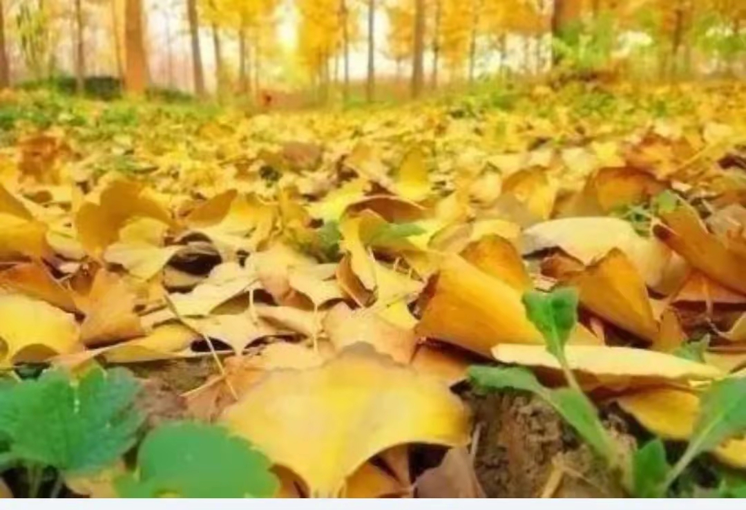 JanisVandy's tweet photo. Golden autumn breeze, crisp air, and leaves turning fire red – perfect weather for a morning walk and a warm latte. https://t.co/lgUYAVd6dk