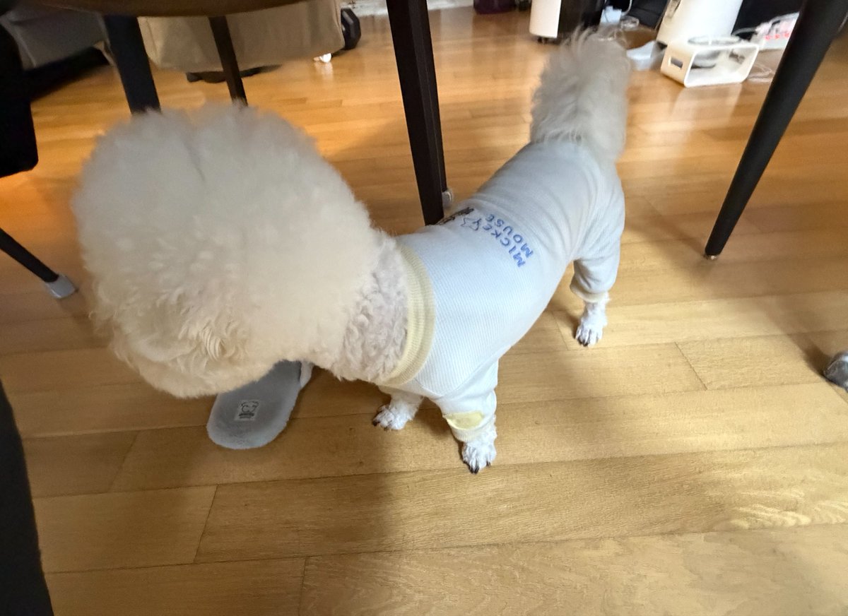 bigheadlemm's tweet photo. 비숑할거야 닥스훈트할거야 지금 딱 말해 https://t.co/OfDZ8oB9Xc