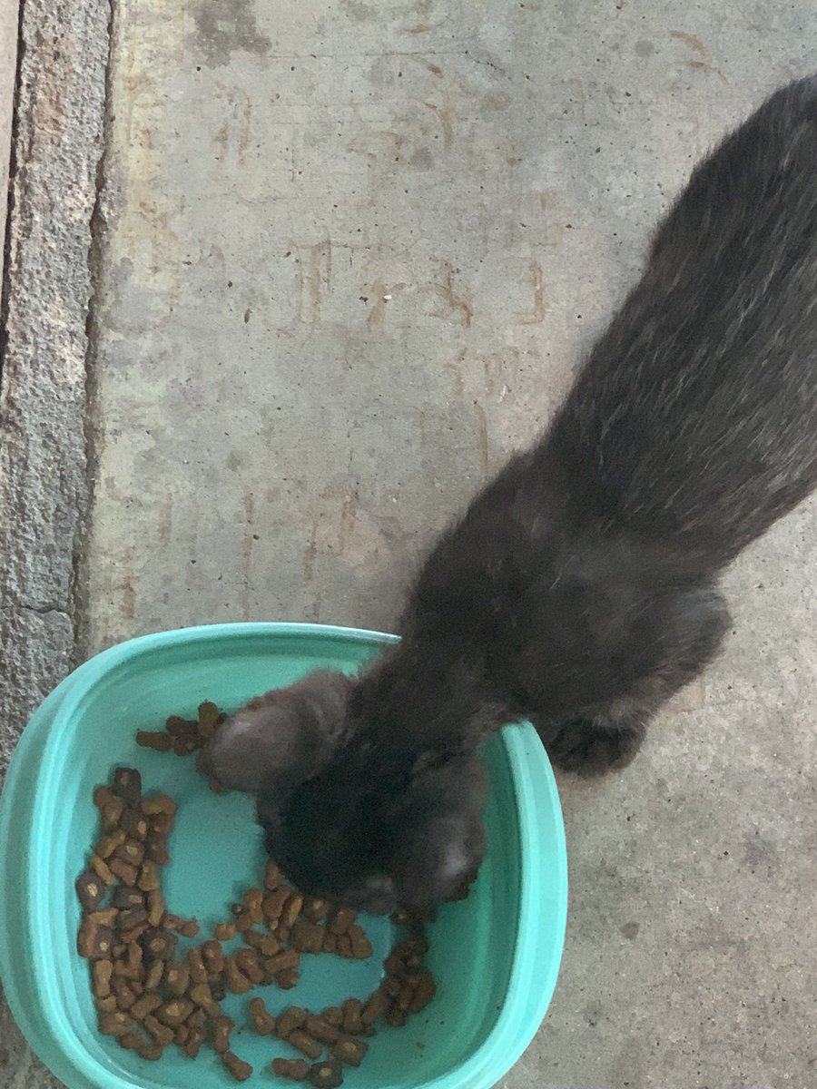_kittiette's tweet photo. More gatitos !! ^_^ 🐾 https://t.co/aqGvqaLKVM