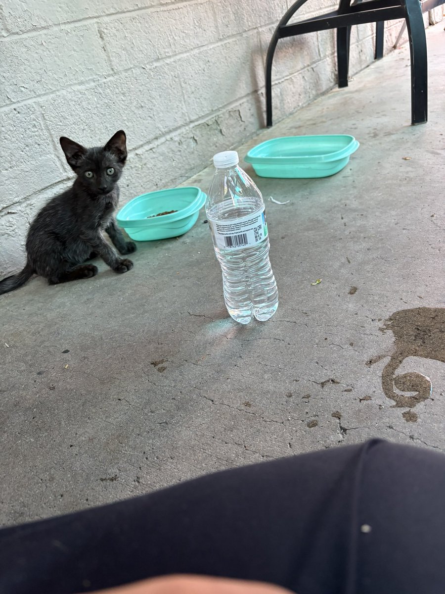 _kittiette's tweet photo. More gatitos !! ^_^ 🐾 https://t.co/aqGvqaLKVM