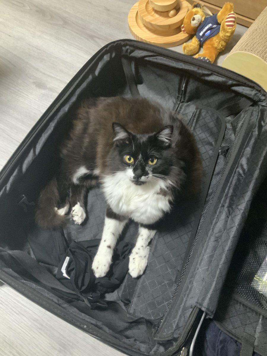 catbokuboku's tweet photo. あるある https://t.co/hYIqmrMyco