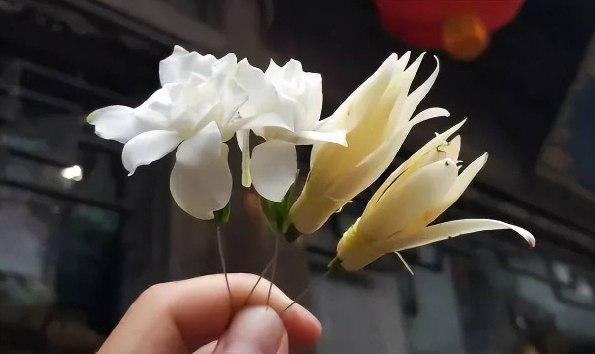 pameladimitrova's tweet photo. 路过老巷撞见卖花阿婆，风卷着栀子香飘过来，好治愈的傍晚小惊喜！ https://t.co/ChhdpLKbmG