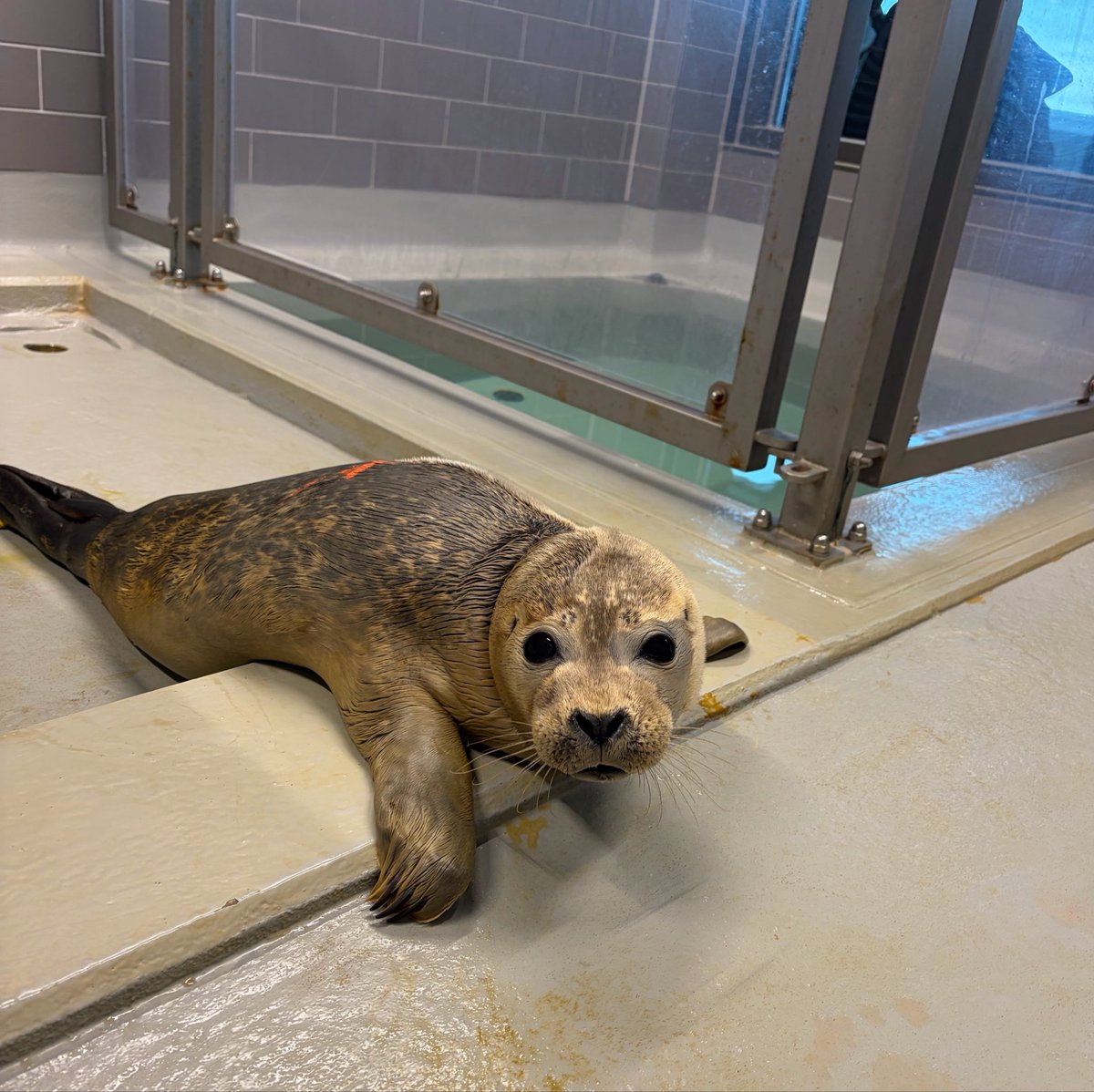 vssleis's tweet photo. Dracarys is the MOST adorable seal currently in our rehab center and I don’t admit discussion.

Look at that face, look how small and chonky he is… I can’t 😍

#アザラシ幼稚園 https://t.co/qcxv3kXtBw
