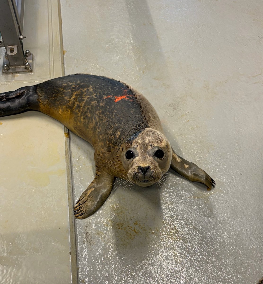 vssleis's tweet photo. Dracarys is the MOST adorable seal currently in our rehab center and I don’t admit discussion.

Look at that face, look how small and chonky he is… I can’t 😍

#アザラシ幼稚園 https://t.co/qcxv3kXtBw