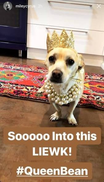 plasticdeadpetz's tweet photo. Bean appreciation post 💕 https://t.co/WZqiY2ZwF5