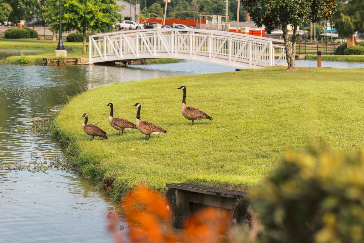 Four geese stand majestically on some grass facing Lake Byron. A white bridge connects to a small island in the distance.