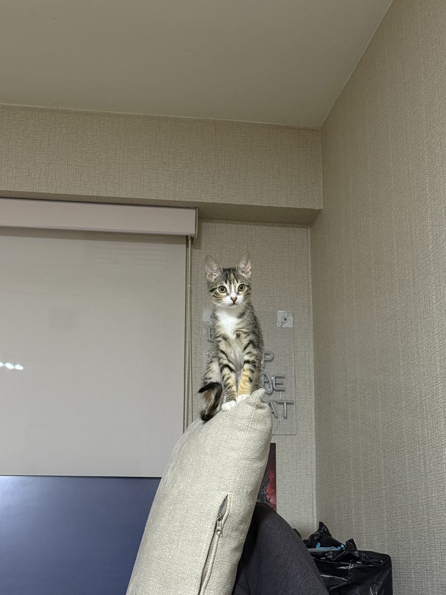 Pimientamm's tweet photo. voy a llenar solo fotos de pimienta, mi bebe merece reconocimiento https://t.co/Gy0CySYY1i