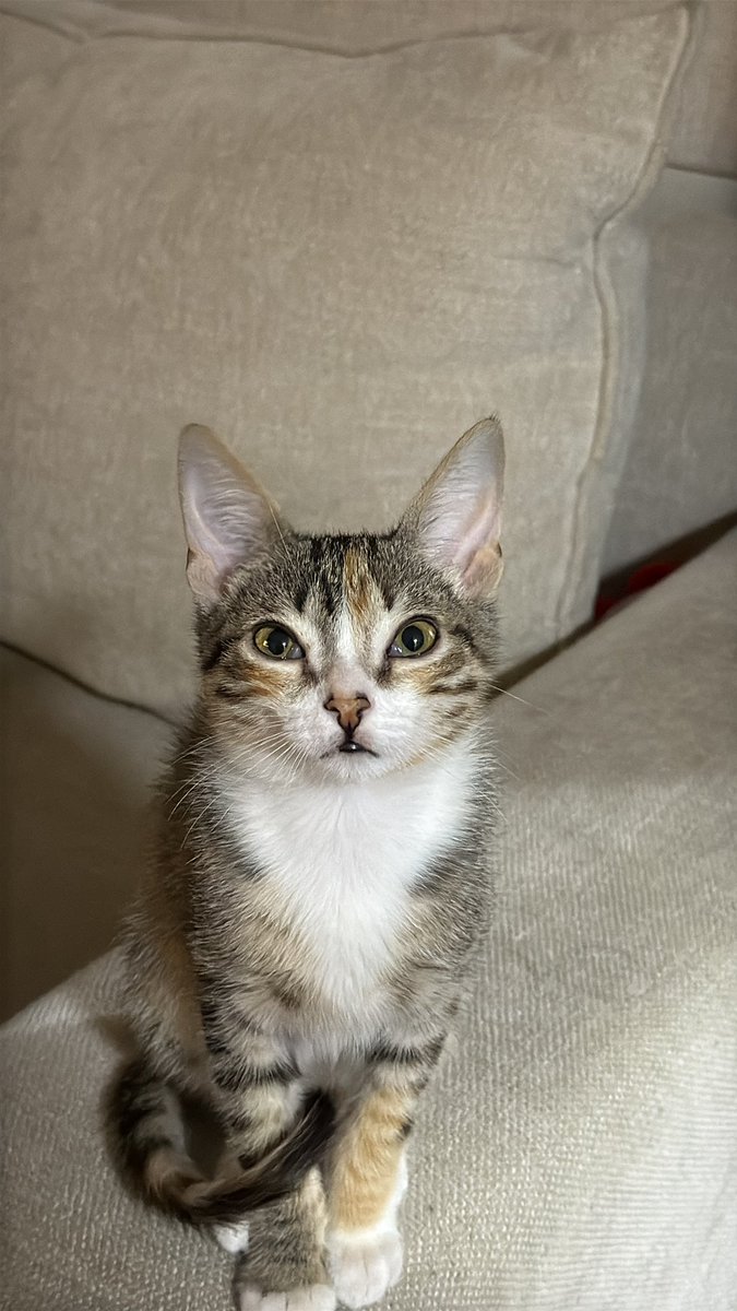 Pimientamm's tweet photo. no me mires así https://t.co/LiUtWUcCf8