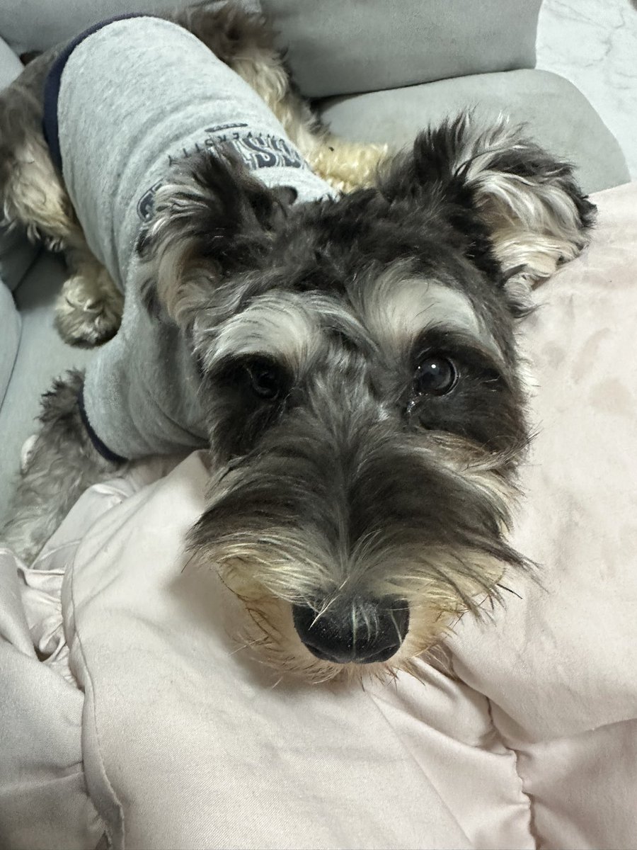 Ag1Sn's tweet photo. 可愛すぎる我が家の愛犬🐶
犬飼ったら彼氏できないはホンマに分かります https://t.co/6j8asNvn5g