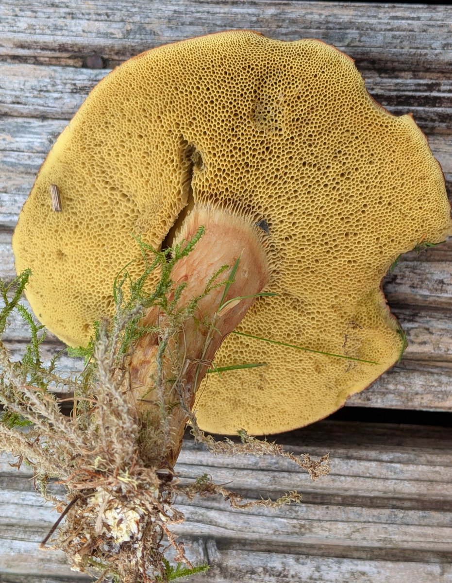 RedRiverCroft's tweet photo. Hello can anyone help with the ID of this fungus please? Knocked over at the edge of a lawn by old tree stumps.
It's a beauty. 14 cm diameter.

Thank you 😊 https://t.co/snLe1ouSKl