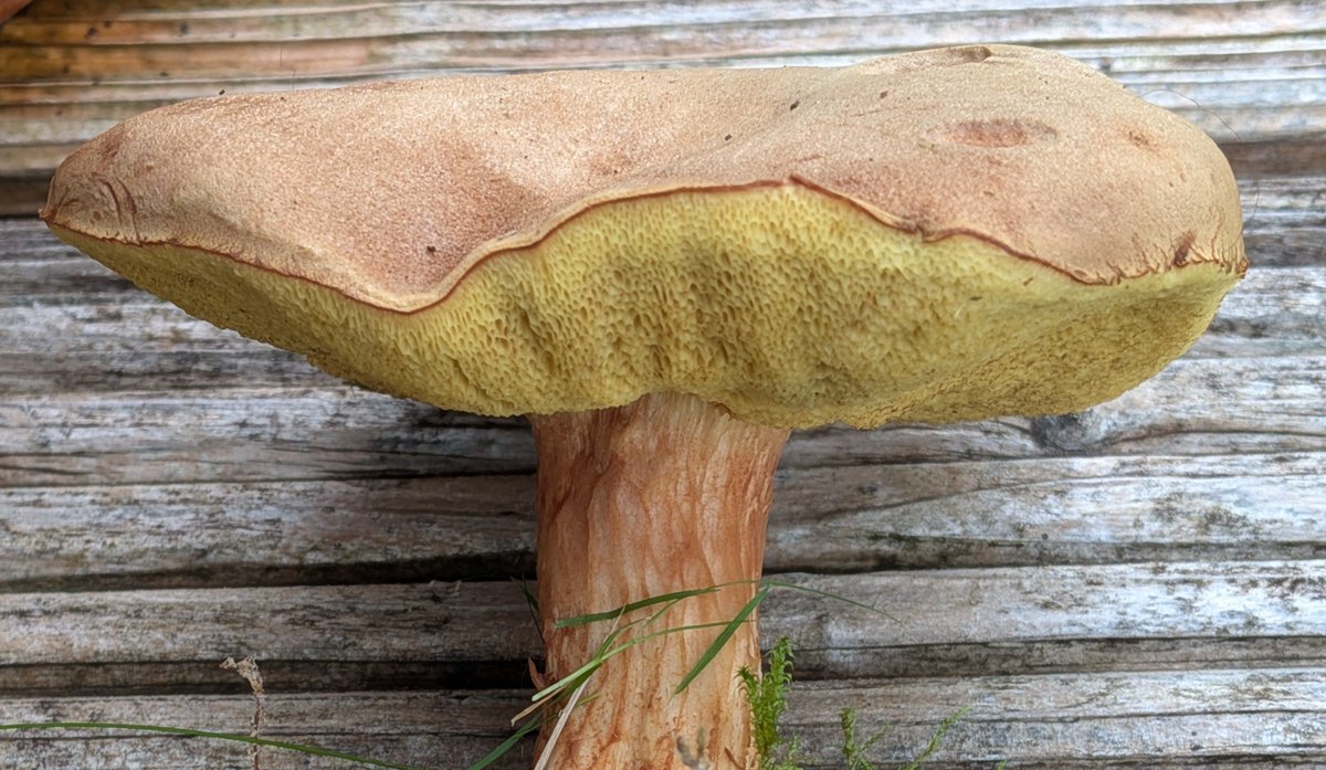 RedRiverCroft's tweet photo. Hello can anyone help with the ID of this fungus please? Knocked over at the edge of a lawn by old tree stumps.
It's a beauty. 14 cm diameter.

Thank you 😊 https://t.co/snLe1ouSKl