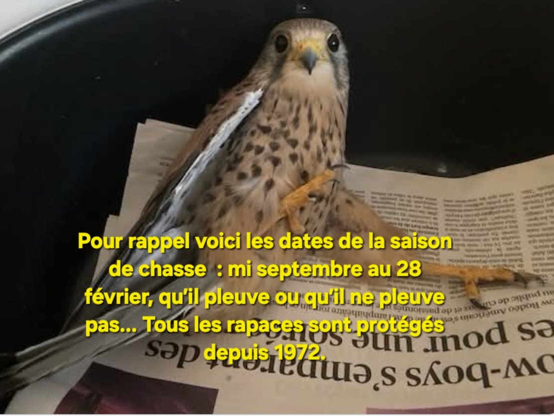 Pbe95's tweet photo. LE PREMIER DE LA SAISON EST ARRIVÉ...
Faucon crécerelle tiré.
 Le diagnostic est réalisé donc impossible de nier ce tir illégal et inutile. L’impunité est semble t il toujours à la mode.
1 seconde pour tirer, 2 mois pour remettre sur patte un animal tiré, quand c'est possible. https://t.co/tjzZOXFYF7