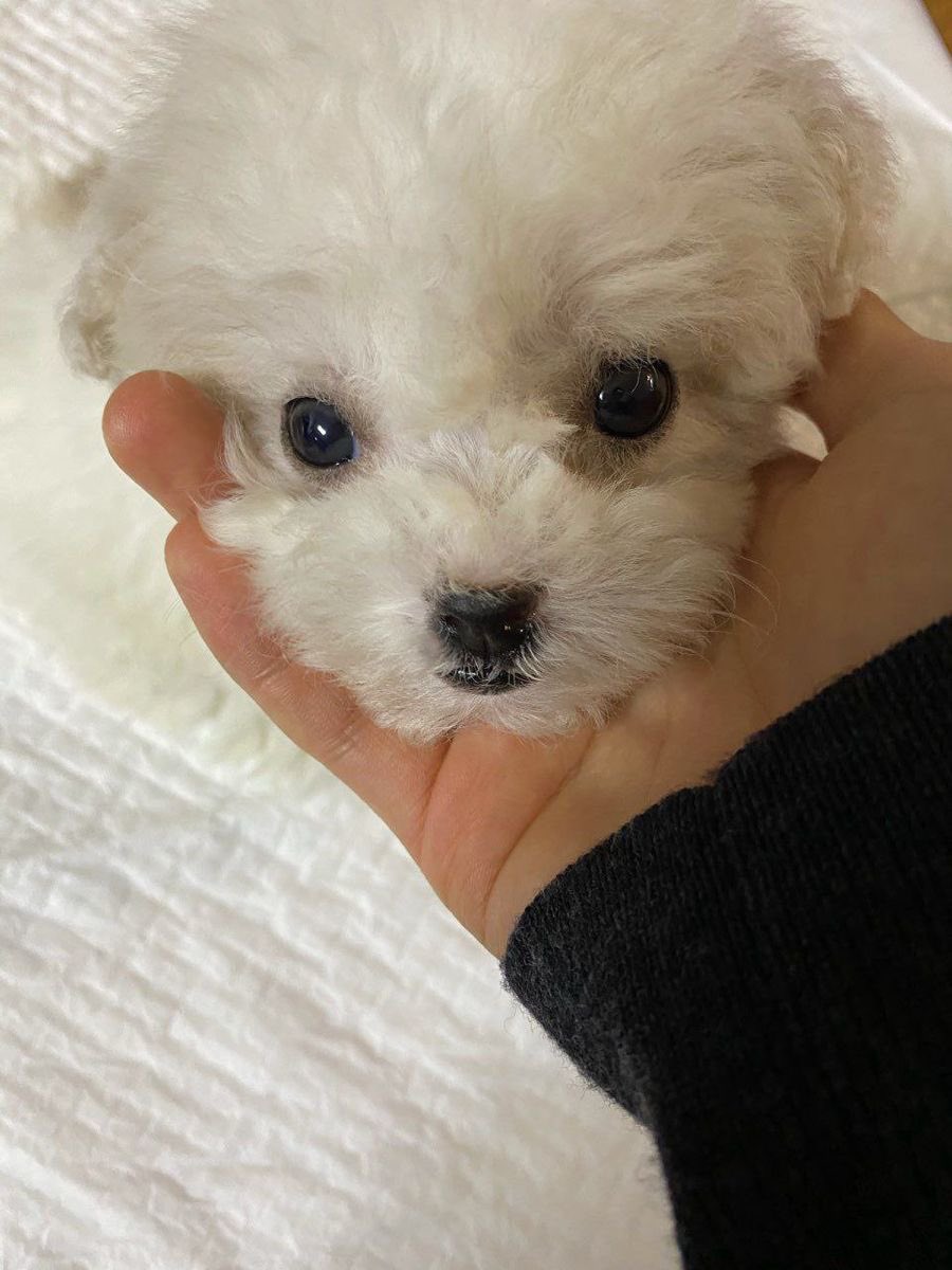 youxhle's tweet photo. 오늘 러뿐러뿐이 나온지 한달됨과 동시에 우리 대갈이가 6번째로 맞는 생일입니다 다들 인용으로 대갈이 생일을 축하하는 시간을 가져보도록 하자 대갈공주님 생일 축하해~ ♡♡ https://t.co/mtDP40zZLT