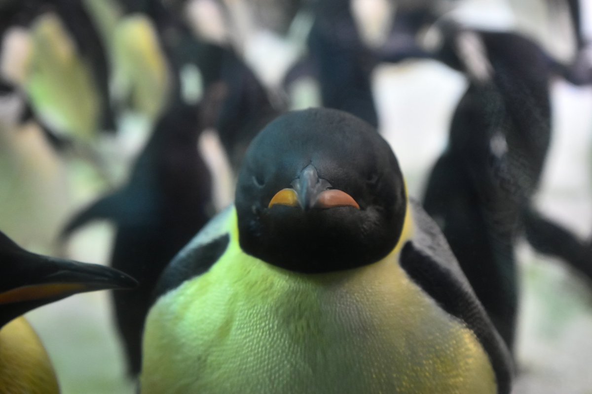 kaoripenguin's tweet photo. かわいい( ´∀`)
 #アドベンチャーワールド 
 #コウテイペンギン 
 #エンペラーペンギン https://t.co/yl4akwQZMR