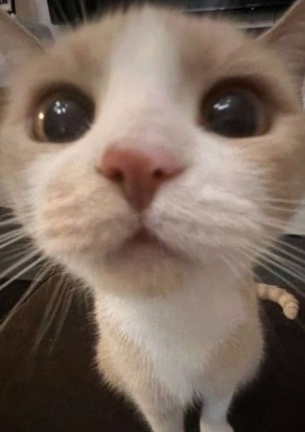 dntdisturbx's tweet photo. น้องเฟิ้ด เหมือนแมวเล่นกล้อง55555 https://t.co/w0FVIwhuoN