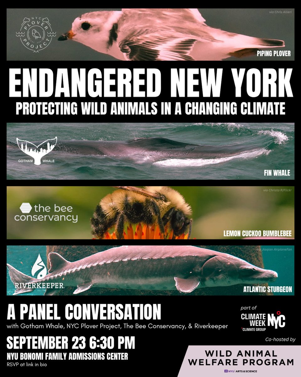 birdmotives's tweet photo. NEW YORK: tomorrow 9/23 i'm moderating a panel on our city's endangered species! it's a critical moment for biodiversity—and urban habitats matter more than ever

(hosted by @NYUEnvrStudies w/ @NycPlover, @gothamwhale, @bee_conservancy, @riverkeeper)

https://t.co/JW4OlIEtAL https://t.co/O53DBj7Xeu