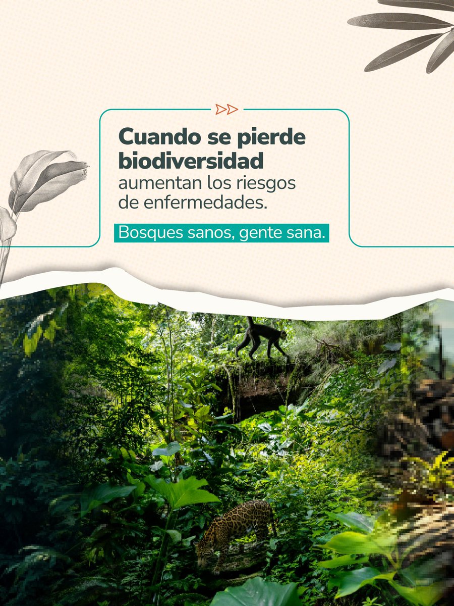 secsaludvalle's tweet photo. 🌳 Nuestra salud también depende de la salud de los bosques. Protegerlos ayuda a conservar el agua, regular el clima, preservar la biodiversidad y reducir riesgos para las comunidades.

Cuidar nuestros ecosistemas es cuidar la vida. 💚

#UnaSalud #SaludAmbiental https://t.co/8agJyWMftc