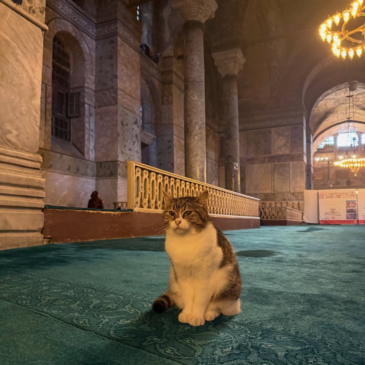 siyahsancakx's tweet photo. 🔵 Ayasofya'nın sevilen kedisi Pakize; https://t.co/PsawJ3oqFr