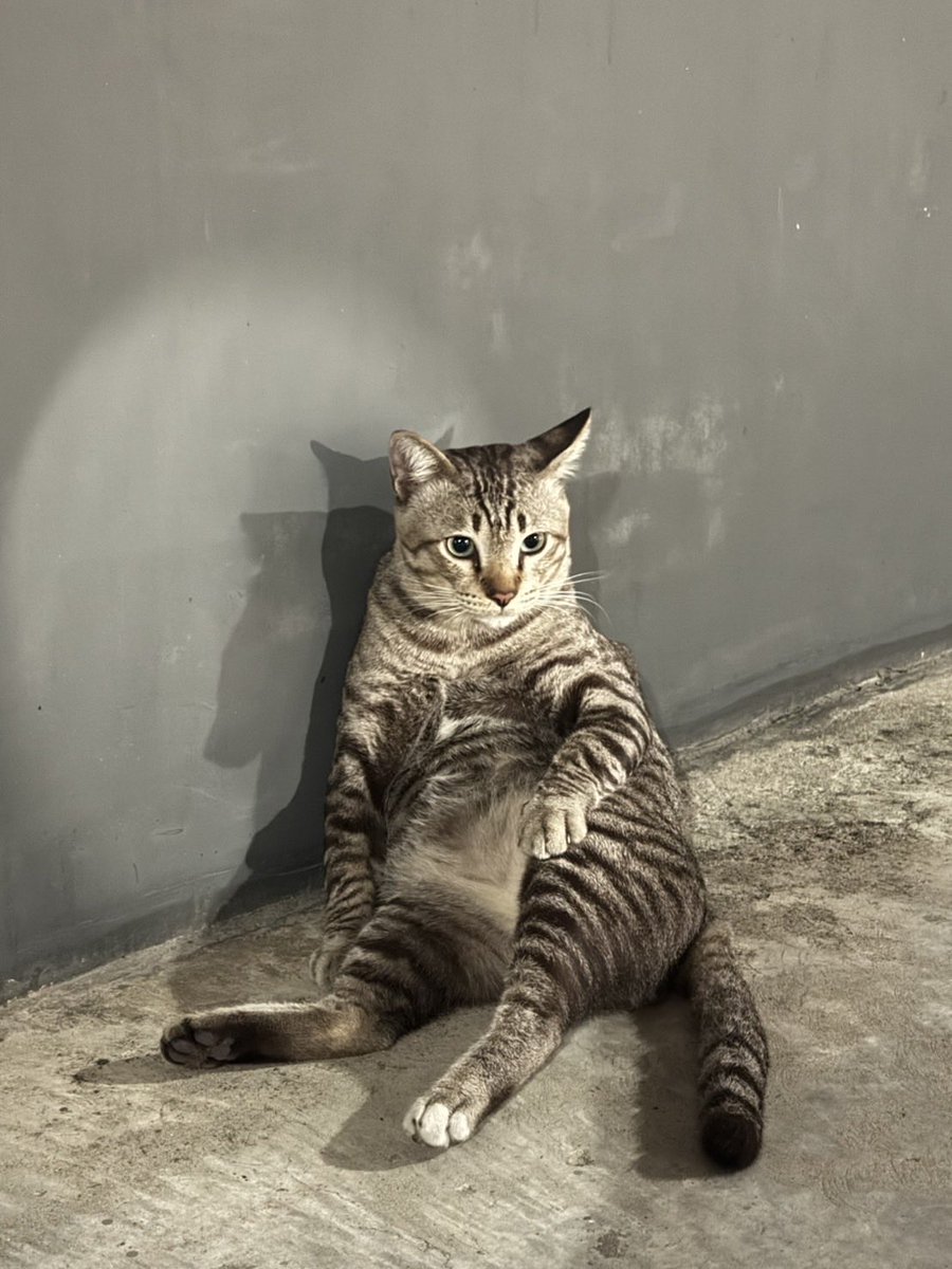 llwrrwll's tweet photo. ด่วนที่สุด🚨 
ช่วยแชร์🙏🏻‼️🥲
น้องเสือ 🐯 ผช.
อายุไม่ทราบน่าจะราวๆ 2 ปี
ทำหมันแล้ว
น้องเป็นแมวจร อาศัยอยู่บริเวณลานจอดรถคอนโด มีลูกบ้านร้องเรียนว่าน้องไปข่วนเบาะรถ
นิติจะเอาไปปล่อยค่ะ‼️
-นำส่งถึงผู้อุปการะ
-ตรวจโรคให้
สนใจ ibได้เลยคับ  📥 
📍พิกัด กทม.
#แมวหาบ้าน #โหนกระแส https://t.co/Slo3U8HImI
