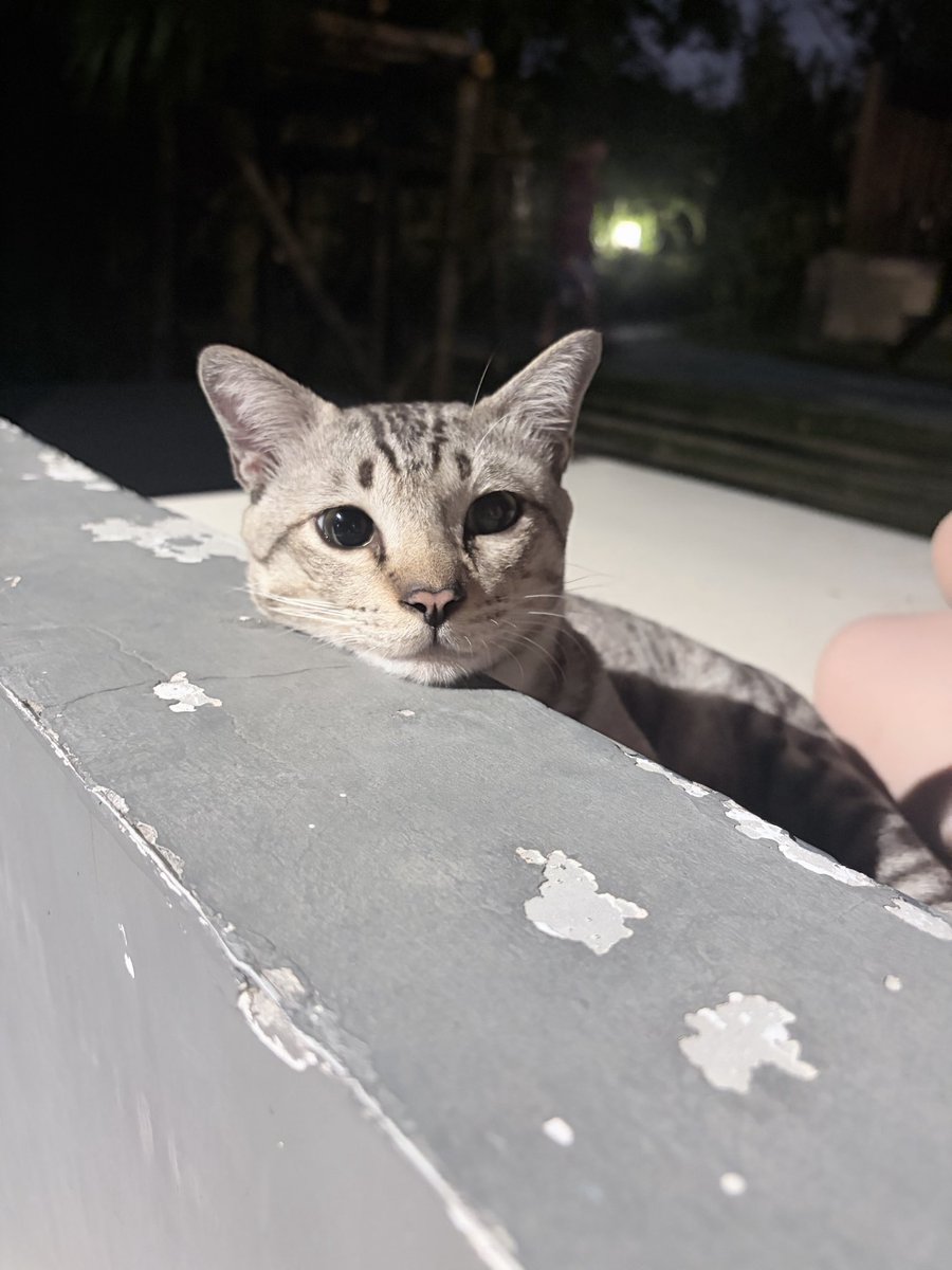 llwrrwll's tweet photo. ด่วนที่สุด🚨 
ช่วยแชร์🙏🏻‼️🥲
น้องเสือ 🐯 ผช.
อายุไม่ทราบน่าจะราวๆ 2 ปี
ทำหมันแล้ว
น้องเป็นแมวจร อาศัยอยู่บริเวณลานจอดรถคอนโด มีลูกบ้านร้องเรียนว่าน้องไปข่วนเบาะรถ
นิติจะเอาไปปล่อยค่ะ‼️
-นำส่งถึงผู้อุปการะ
-ตรวจโรคให้
สนใจ ibได้เลยคับ  📥 
📍พิกัด กทม.
#แมวหาบ้าน #โหนกระแส https://t.co/Slo3U8HImI