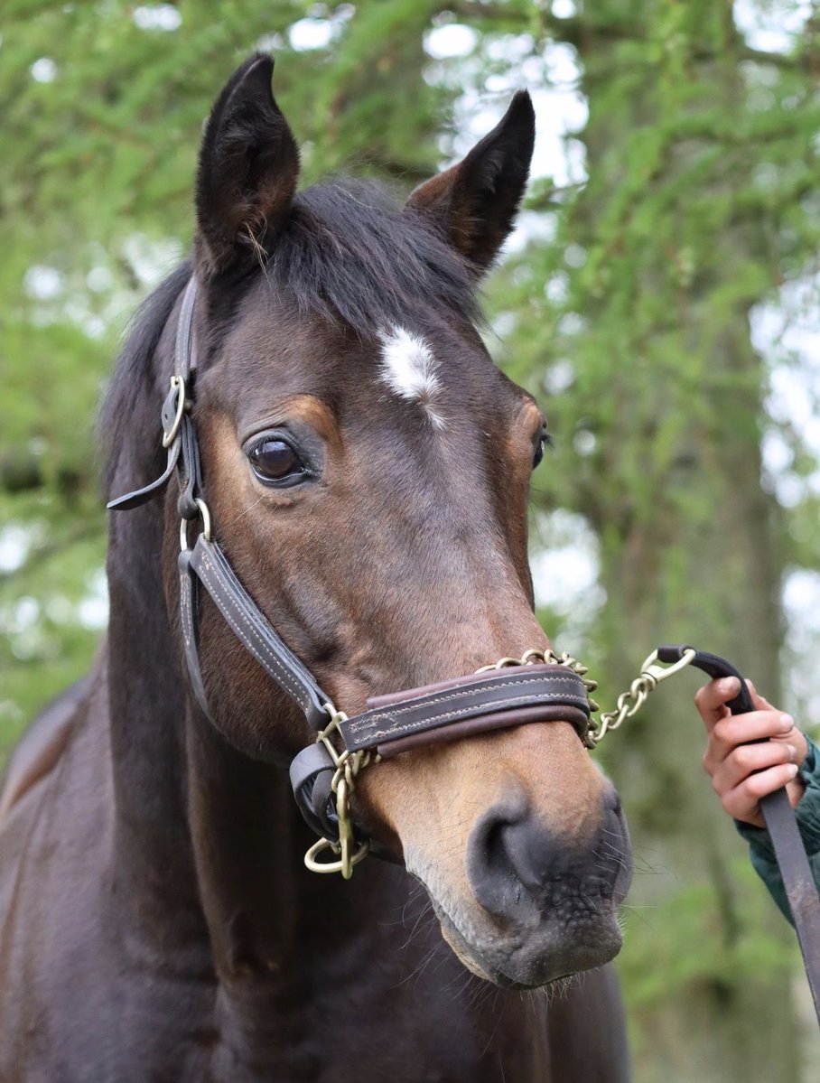 IrishNatStud's tweet photo. Hurricane Fly 💙💚 2004-2026 https://t.co/gY4R4ZbnPX