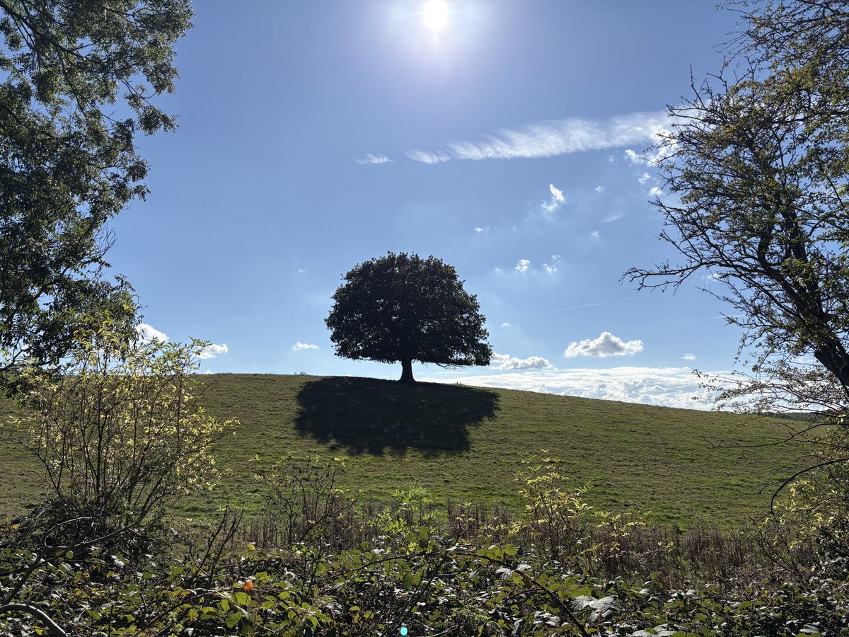 waka_walker's tweet photo. Beautiful at Hetchell Woods today https://t.co/eZ6bLSGSiG