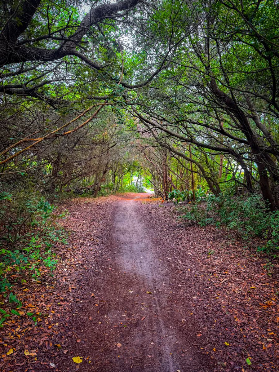 PaulOgawanb's tweet photo. I love a good maritime forest trail! This hidden gem is just a short tenth-of-a-mile path connecting a residential road to Highway 58 in Emerald Isle, NC. If you didn’t know where it was, you’d never find it. https://t.co/KvXNMbApgf