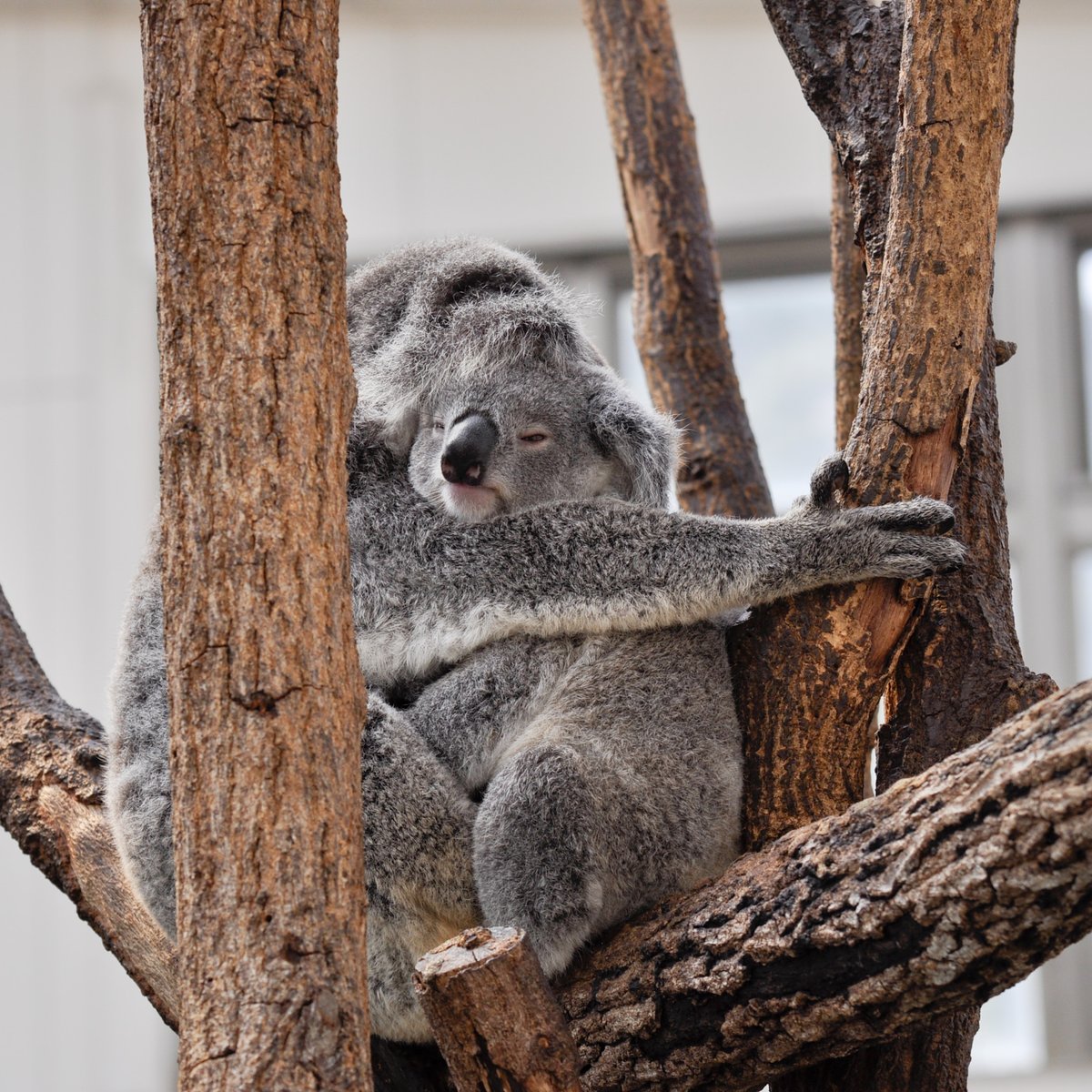 zoo8730's tweet photo. おやすみなさい〜🐨⭐️

#平川動物公園
#ラムネ
#コアラ https://t.co/bfB9X6ixC8